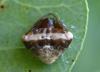 Cyrtarachne ixoides